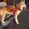 の写真