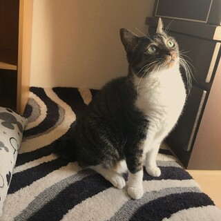 老猫ちゃん。里親さん募集しています。