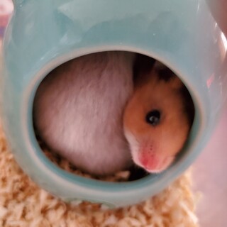 可愛いハムスター里親募集