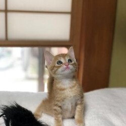 7/5（日）柏市DE保護猫譲渡会 サムネイル2