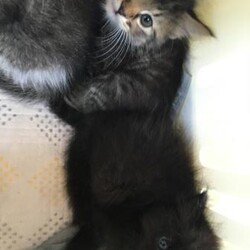 7/5（日）柏市DE保護猫譲渡会 サムネイル3