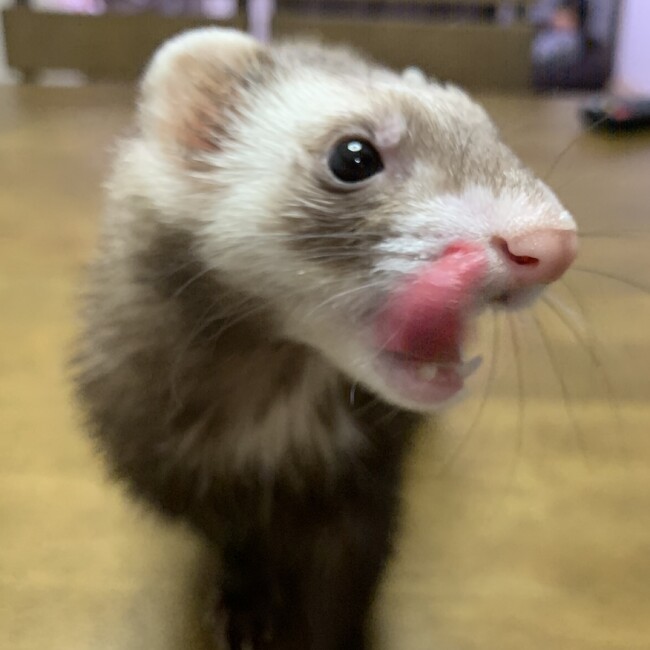  りるあのカバー写真