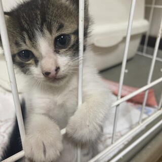 里親探しています！