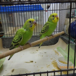 セキセイインコ　巣から出しました