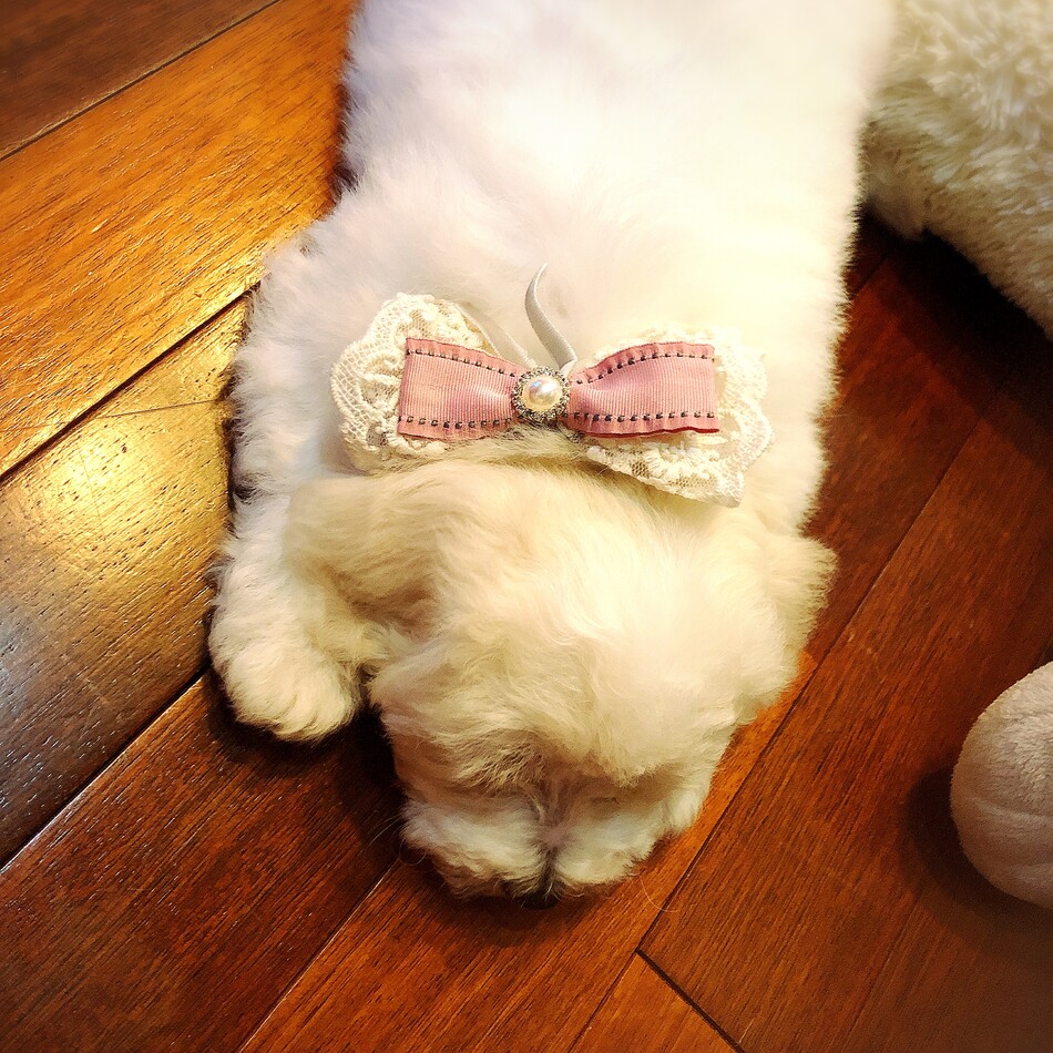 qooのカバー写真