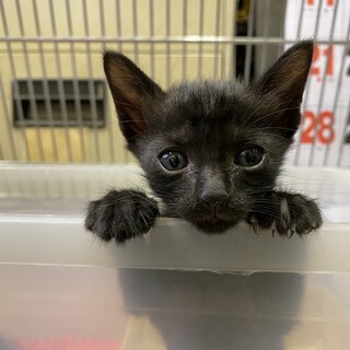 警察猫☆末っ子サッちゅ♀