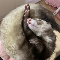 ミント
