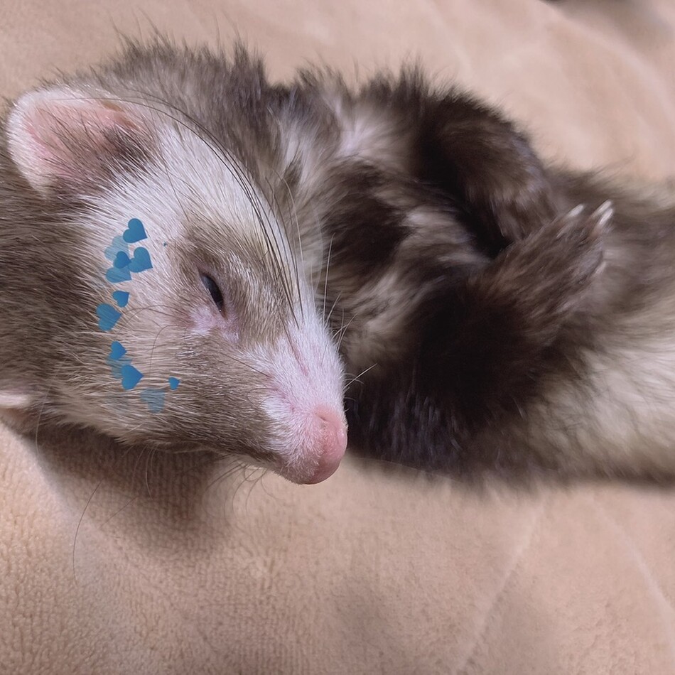 ミントのカバー写真