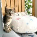 素敵なご家族様の元へ旅立ちました