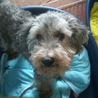 里親を探しています