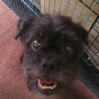 里親を探しています