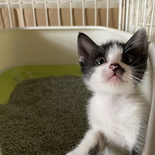 里親探しています！
