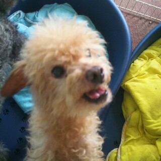 里親を探しています