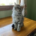 甘えん坊のビータン君
