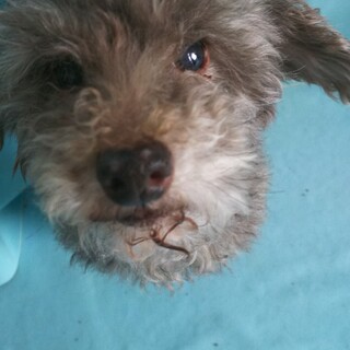 里親を探しています      