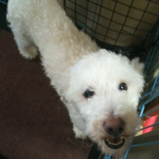 里親が決まりました