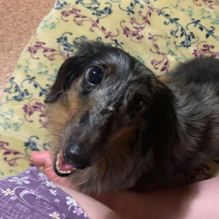 ☆たると☆里親さま決定☆