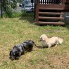 ☆たると☆里親さま決定☆ サムネイル5