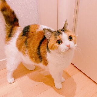 元気いっぱい☆おてんば三毛猫ガール☆