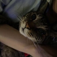 みこと