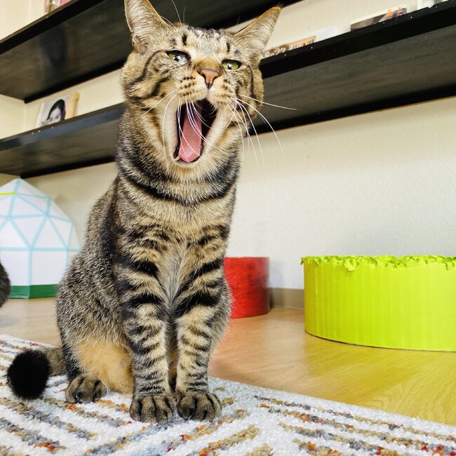 Charriのカバー写真