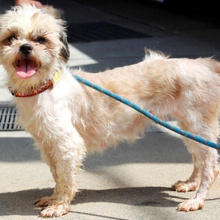 譲渡対象犬の紹介です　601-3