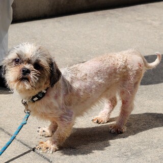 譲渡対象犬の紹介です　601-4