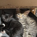 【4/30生まれ】子猫の里親募集