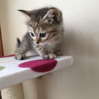 愛護センターレスキュー☆ながらちゃん♀1ヶ月