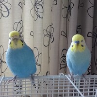 ピヨ　＆　フク