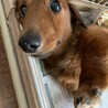 廃業ブリーダーからのレスキュー サムネイル2