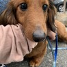 廃業ブリーダーからのレスキュー サムネイル3