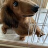 廃業ブリーダーからのレスキュー サムネイル4