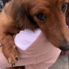 廃業ブリーダーからのレスキュー サムネイル6