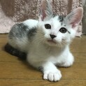 ヤンチャな男の子