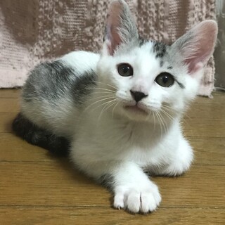 ヤンチャな男の子