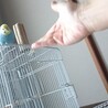 【里親募集】仲良しセキセイインコ2羽 サムネイル2