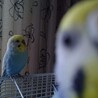【里親募集】仲良しセキセイインコ2羽 サムネイル3