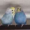 【里親募集】仲良しセキセイインコ2羽 サムネイル4