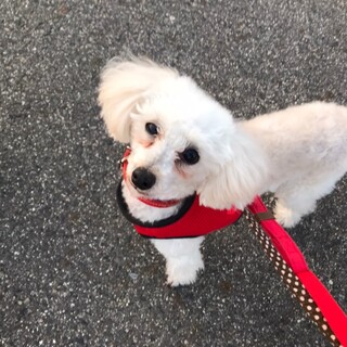 人見知りしなくかわいい瞳でみつめるテレサちゃん