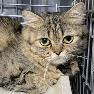 ずっとのお家を募集中