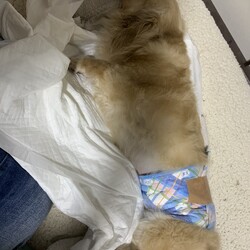 「避妊手術の日」サムネイル3