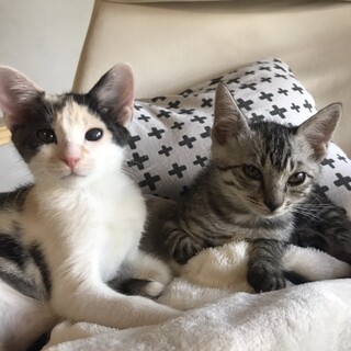 仲良しミケとトラの兄弟猫(トラくん里親決定⭐︎)