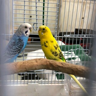 仲良しインコ２羽