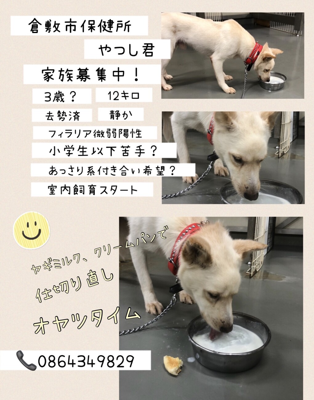 倉敷のやつし君 緊急家族 繋 倉敷市保健所犬ボランティア のペットログ ペットのおうち 月間利用者150万人