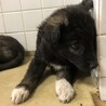 里親決定しました。 サムネイル3