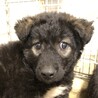 里親決定しました。 サムネイル4