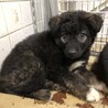里親決定しました。 サムネイル5