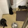 里親決定しました。 サムネイル7