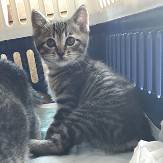 キジトラオス生後約１か月半　遊び好きわんぱく